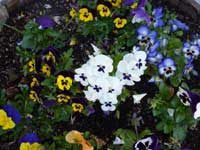 A spring flower pot